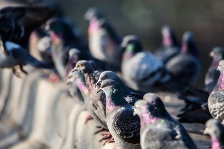 Pigeons in the city Park. Birds. A concrete fence.の写真素材