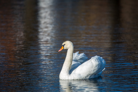 White Swan on the lake or in the pond. Blurred background.の写真素材