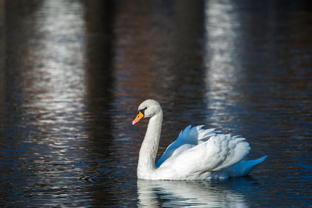 White Swan on the lake or in the pond. Blurred background.の写真素材