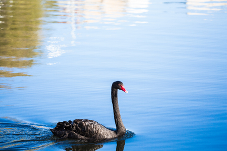 Black Swan on the lake or in the pond. Blue sky reflected in the water.の写真素材