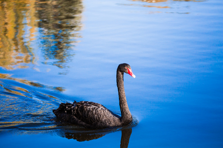 Black Swan on the lake or in the pond. Blue sky reflected in the water.の写真素材
