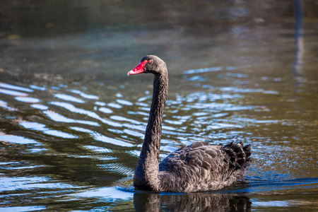 Black Swan on the lake or in the pond.の写真素材