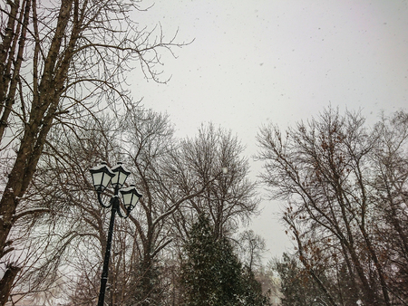 Winter landscape. City Park. Snow and snowfall.の写真素材