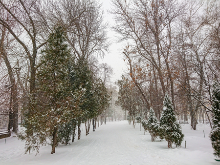 Winter landscape. City Park. Snow and snowfall.の写真素材