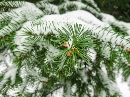Snow on fir branches. Winter day in the forest or in the Park.の写真素材