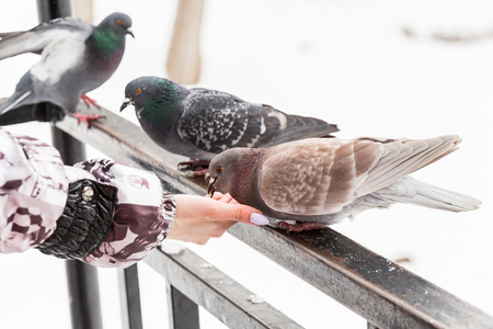 Feeding doves with their fingertips. Winter day in the city Park.の写真素材
