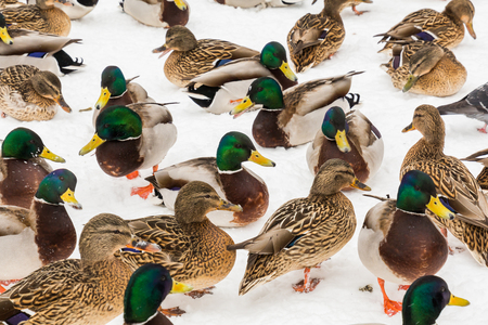 Mallard ducks in the snow in the city Park. Winter day.の写真素材