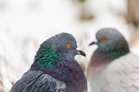 Pigeons in the city Park. Close up. Winter day.の写真素材