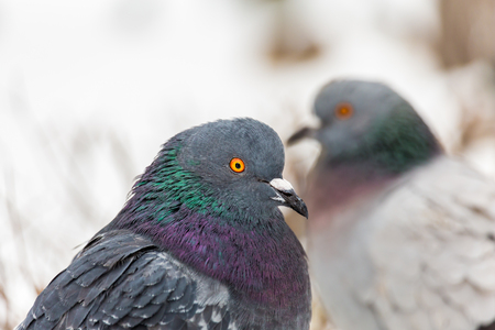 Pigeons in the city Park. Close up. Winter day.の写真素材