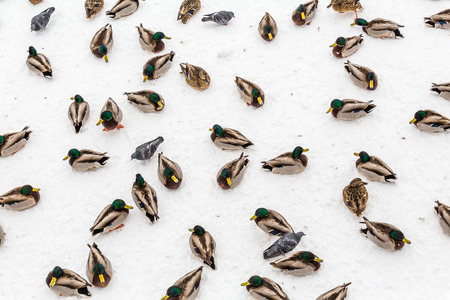 Mallard ducks in the snow in the city Park. Winter day.の写真素材