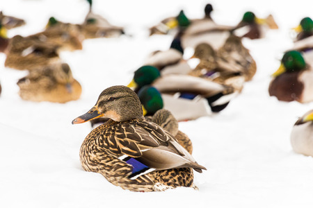 Mallard ducks in the snow in the city Park. Winter day.の写真素材