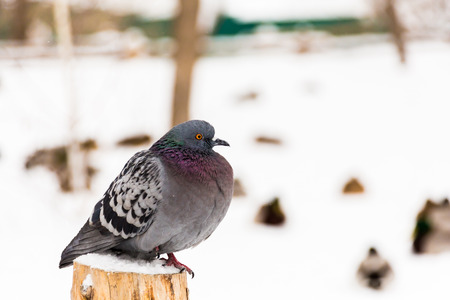 Close-up of a pigeon. Winter day in the city Park.の写真素材