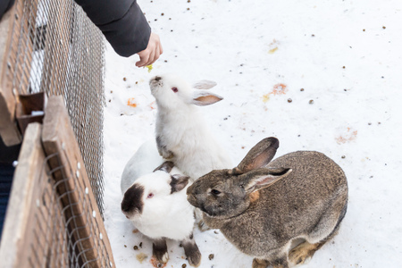 People feed decorative rabbits in the zoo.の写真素材