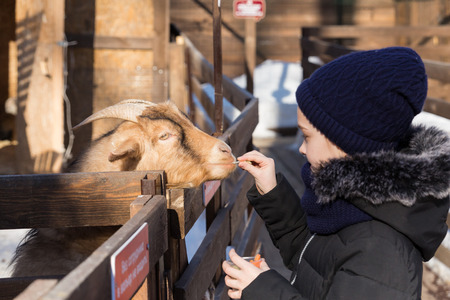 The girl feeds the goat in the zoo.の写真素材
