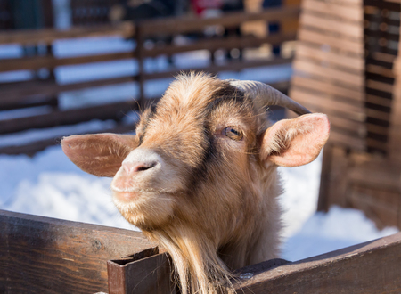 A goat at the zoo. Close up.の写真素材