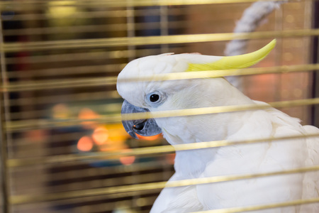 Big yellow-haired cockatoo in a cage. Cacatua galerita. Plyctolophus galeritusの写真素材