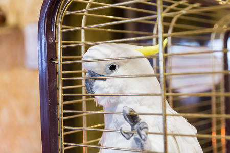 Big yellow-haired cockatoo in a cage. Cacatua galerita. Plyctolophus galeritusの写真素材