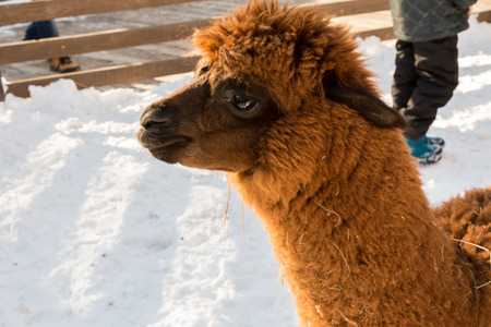Alpaca at the zoo. Red hair. Winter day. Vicugna pacosの写真素材