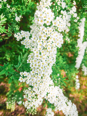 White small flowers and green leaves on the Bush