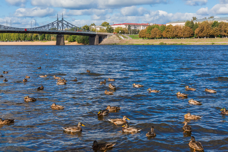 The old Volga bridge in Tver, Russia. Wild Mallard ducks swim in the river. Autumn Sunny day.の写真素材