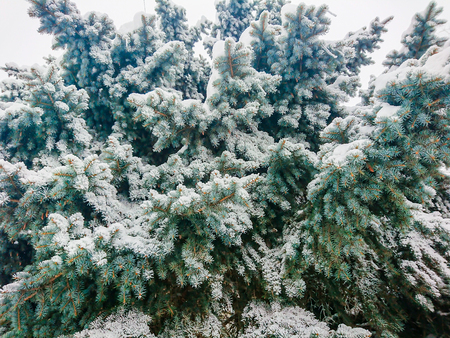 Snow and frost on the branches of blue spruce.の写真素材