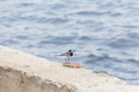 A small bird Wagtail on a concrete fence. River in defocus in the background.の写真素材