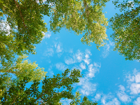 Green foliage of trees against blue sky and clouds. Spring or summer Sunny day.の写真素材
