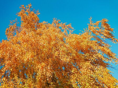 Yellow and orange leaves on the birch. Indian summer. Sunny day in October or September.の写真素材