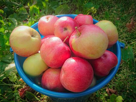 Ripe red apples in a blue plastic bucket. Autumn harvest in the country.の写真素材