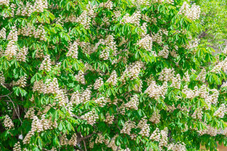 Blooming horse chestnut on a sunny May dayの写真素材