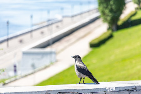 Embankment in the city of Saratov without people, Russia. A crow in the foreground. Quarantine due to the  epidemic. People are not allowed to enter the park. A sunny spring or summer dayの写真素材