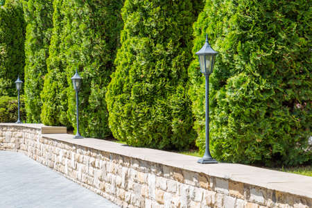 Thuja hedge in landscape design. Evergreen coniferous plantの写真素材