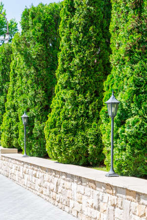 Thuja hedge in landscape design. Evergreen coniferous plantの写真素材