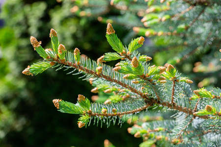 Young shoots of pine needles of a blue spruce. Picea pungens. May sunny dayの写真素材
