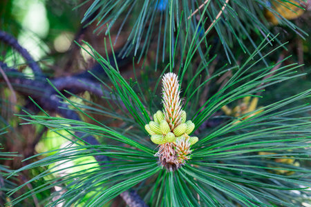 Needles and buds on the branches of Siberian cedar in springの写真素材