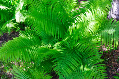 Fern leaves in the sunlight on a spring dayの写真素材