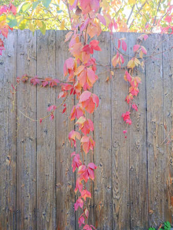 Red leaves of wild grapes on a wooden fence. Autumn day.の写真素材