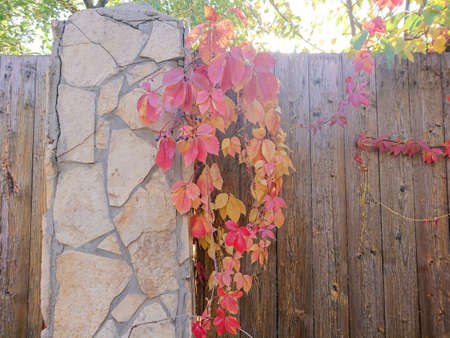 Red leaves of wild grapes on a wooden fence. Autumn day.の写真素材
