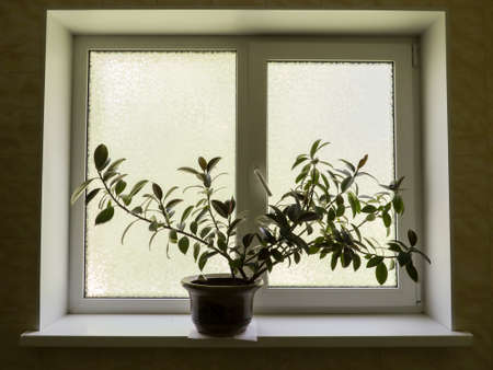 Indoor plant ficus on the windowsill.の写真素材