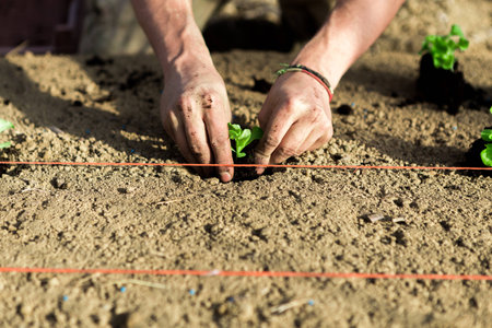A farmer planting lettuce in the soilの写真素材