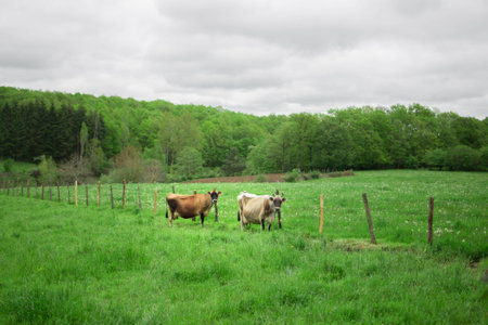 Two authentic cows are grazing in a meadow in the countryside in Franceの写真素材