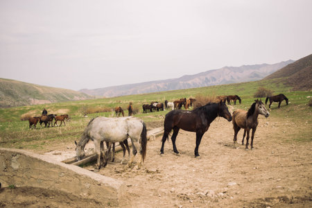 Wild horses in the sunset in mountainous region of Kirgyzstan, central Asiaの写真素材