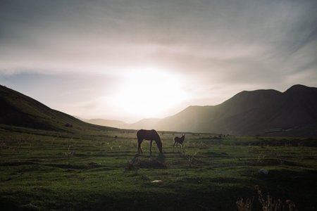 Wild horses in the sunset in mountainous region of Kirgyzstan, central Asiaの写真素材