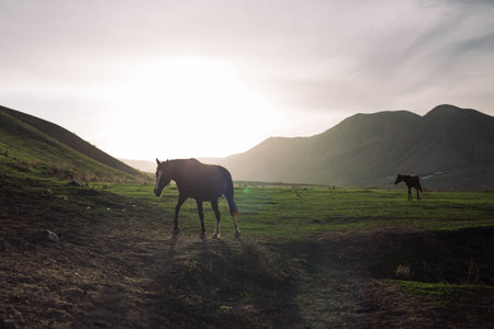 Wild horses in the sunset in mountainous region of Kirgyzstan, central Asiaの写真素材