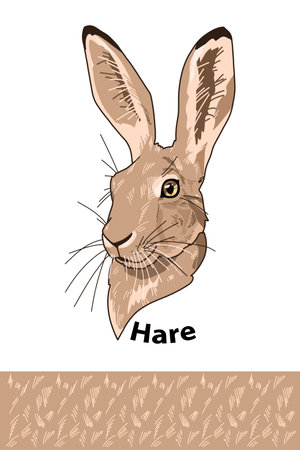 Hare head of wild animal living in nature with a print texture of the skinのイラスト素材