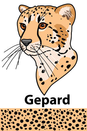 Gepard head of wild animal living in nature with a print texture of the skinのイラスト素材