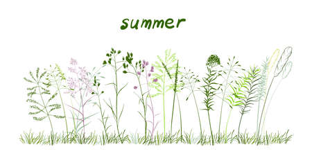 A cute bouquet of blades of grass, a summer collection of different herbs . On a white background.のイラスト素材