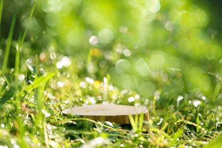 Round cut of a tree, a pedestal for an object, a podium for cosmetics. Summer sunshine, against the...