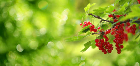 A branch of juicy red currant, with bright greenery and beautiful bokeh, for advertising and space for text, logoの写真素材