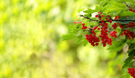 A branch of juicy red currant, with bright greenery and beautiful bokeh, for advertising and space for text, logoの写真素材